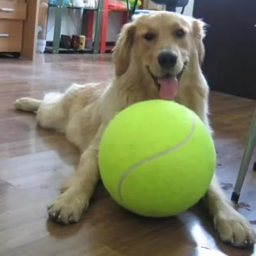 Inch giant dog - giant, tennis